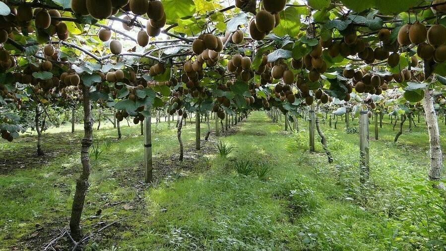 kiwi fruta antigua sorprendente|Poscosecha de caqui, kiwi, cítricos, granada, higos y elaboración de frutas en IV V gama|Tecnologia-Poscosecha-Citricos-y-cultivos-emergentes-en-la-CV